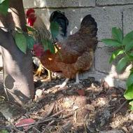 مرغ خروس محلی تخم گذار معاوضه با لاری