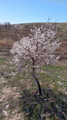 باغ انگور بادام پسته در گروه خرید و فروش املاک در زنجان در شیپور-عکس1