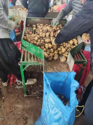 سیب زمینی بذری در گروه خرید و فروش خدمات و کسب و کار در همدان در شیپور-عکس1