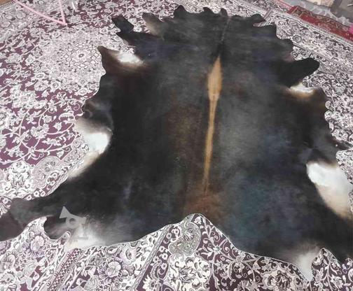 پوست گاو بزرگ با چک صیادی 3 ماهه در گروه خرید و فروش ورزش فرهنگ فراغت در آذربایجان شرقی در شیپور-عکس1