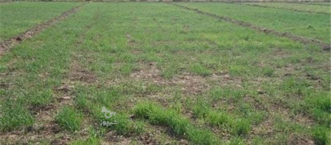 دوهزار متر زمین کشاورزی داسداران در گروه خرید و فروش املاک در زنجان در شیپور-عکس1