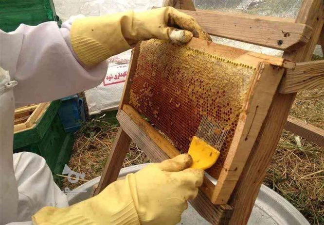 عسل صدرصد طبیعی و بهداشتی مستقیم از زنبوردار