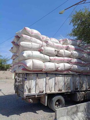 فروش کاه گندم گونی شده در گروه خرید و فروش صنعتی، اداری و تجاری در کرمان در شیپور-عکس1