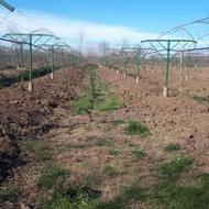 باغ کیوی 1/5هکتاری در گلسفید لنگرود