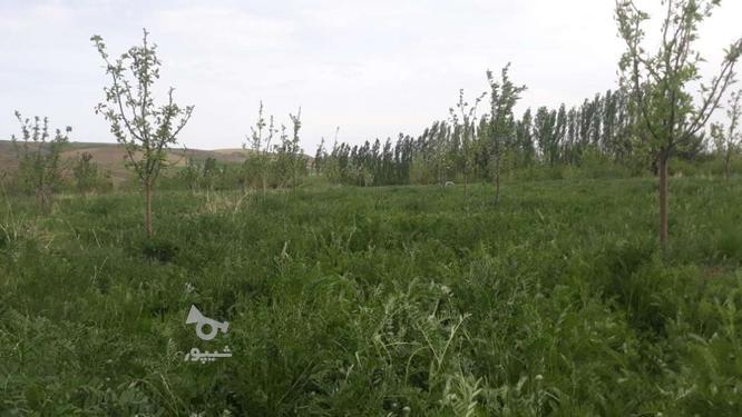باغ سیب گلابی وگیلاس در گروه خرید و فروش املاک در آذربایجان شرقی در شیپور-عکس1