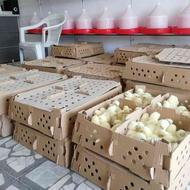 جوجه گوشتی راس درجه یک