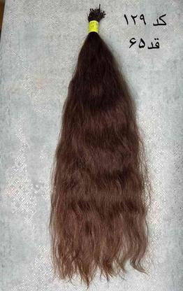 موی طبیعی بلند بالای 60 سانت باقیمت عالی خریداریم در گروه خرید و فروش لوازم شخصی در مازندران در شیپور-عکس1