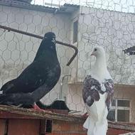 فروش دو جفت کبوتر