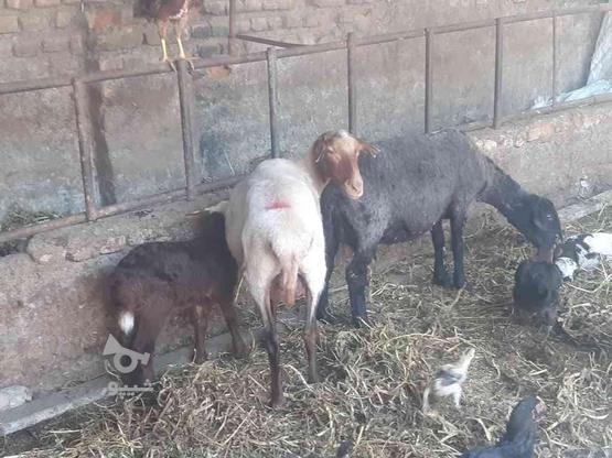 دوتا گوسفند بره داره با بده نر ماده در گروه خرید و فروش ورزش فرهنگ فراغت در گلستان در شیپور-عکس1