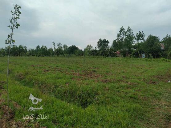 فروش زمین کشاورزی 13000 متر در میان محله در گروه خرید و فروش املاک در گیلان در شیپور-عکس1