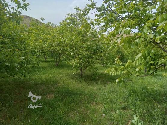 فروش زمین کشاورزی در قوزلوی افشار در گروه خرید و فروش املاک در آذربایجان غربی در شیپور-عکس1