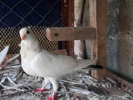 معاوضه کبوتر ماده بلژیکی سفید دم سبز در گروه خرید و فروش ورزش فرهنگ فراغت در مازندران در شیپور-عکس1