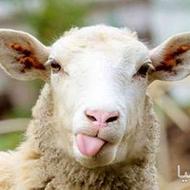 خریدار بز و گوسفند سن دار