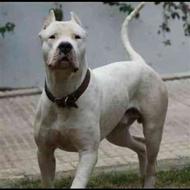 واگذاری سگ داگو آرژانتینو اصیل