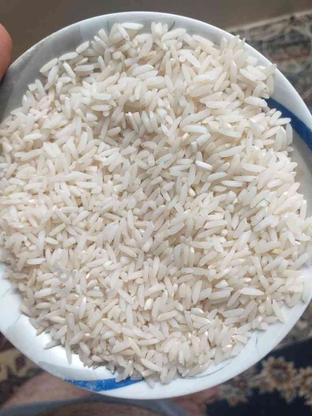 برنج طارم هاشمی کشت اول در گروه خرید و فروش خدمات و کسب و کار در مازندران در شیپور-عکس1