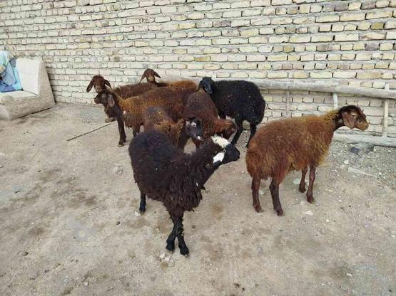 گوسفند بر ماده در گروه خرید و فروش ورزش فرهنگ فراغت در زنجان در شیپور-عکس1