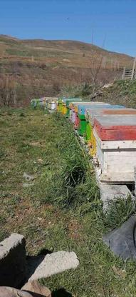 فروش40 عدد زنبور عسل بومی نژاد دار در گروه خرید و فروش ورزش فرهنگ فراغت در آذربایجان غربی در شیپور-عکس1