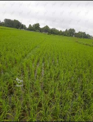 زمین کشاورزی در گروه خرید و فروش املاک در گیلان در شیپور-عکس1