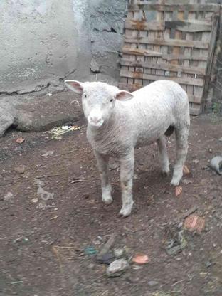 گوسفند میش بره قوچ شما را خریدارم در گروه خرید و فروش ورزش فرهنگ فراغت در مازندران در شیپور-عکس1