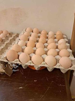 تخم مرغ محلی در گروه خرید و فروش خدمات و کسب و کار در گیلان در شیپور-عکس1