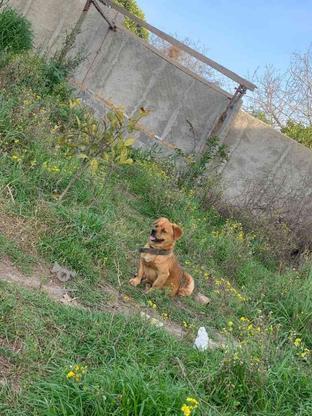 واگذاری سگ پاکوتاه جک راسل نگهبان ادم گیر در گروه خرید و فروش ورزش فرهنگ فراغت در مازندران در شیپور-عکس1