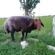 گوسفند نر تخمی بالای 90کیلو