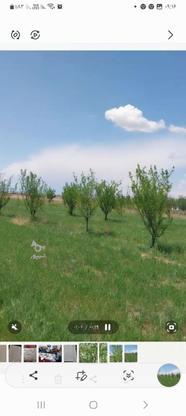 فروش باغ انواع نهال یونجه در گروه خرید و فروش املاک در آذربایجان شرقی در شیپور-عکس1