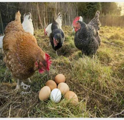 تخم مرغ نطفه دار در گروه خرید و فروش ورزش فرهنگ فراغت در فارس در شیپور-عکس1