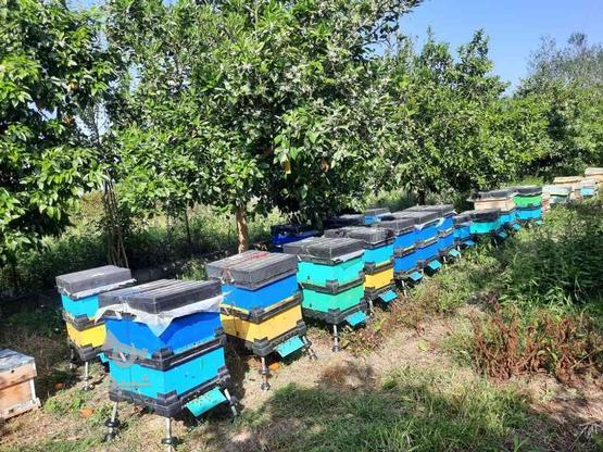 زنبور کارنیکا F1 باکفست کردیوان در گروه خرید و فروش ورزش فرهنگ فراغت در گیلان در شیپور-عکس1