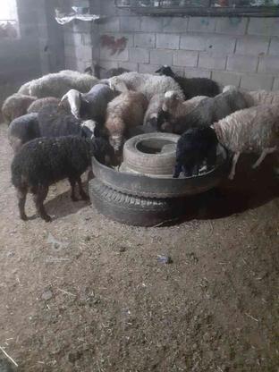 گوسفند/بره/مش در گروه خرید و فروش ورزش فرهنگ فراغت در مازندران در شیپور-عکس1