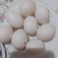 فروش تخم کبوتر
