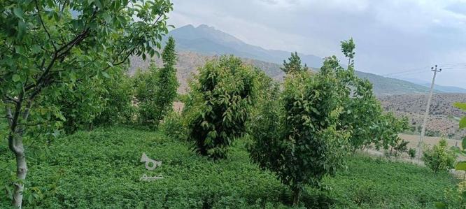 باغ زمین معاوضه در گروه خرید و فروش املاک در مازندران در شیپور-عکس1