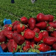 توت فرنگی تازه چین از کشاورز بخر