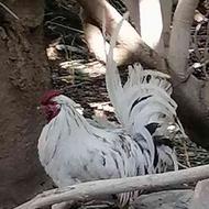 خروس گلین اصل چل تاج مرغ محلی کرک شو وجوجه گلین