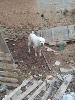 سگ آدم گیر گوسفندی واگذاری در گروه خرید و فروش ورزش فرهنگ فراغت در گلستان در شیپور-عکس1