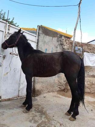 اسب کرد نریون در گروه خرید و فروش ورزش فرهنگ فراغت در همدان در شیپور-عکس1