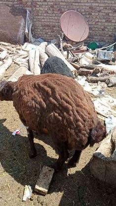 گوسفند قوچ در گروه خرید و فروش ورزش فرهنگ فراغت در آذربایجان شرقی در شیپور-عکس1