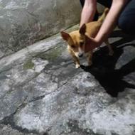 سگ پاکوتاه اشپیتز روباهی واگذاری