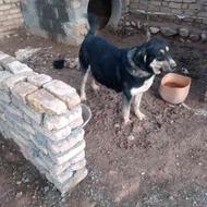 سگ عراقی واگذاری