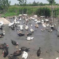 فروش اردک خارجی مولد بالغ