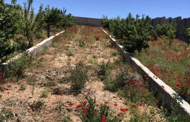 باغی به متراژ 1000 متر در روستای چهار مور