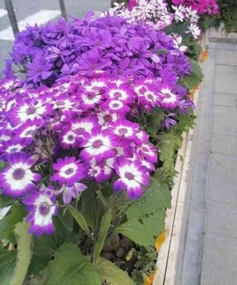 خدماتی باغبانی گل کاری در گروه خرید و فروش خدمات و کسب و کار در خوزستان در شیپور-عکس1