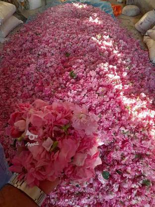 فروش گل محمدی تازه در گروه خرید و فروش خدمات و کسب و کار در فارس در شیپور-عکس1