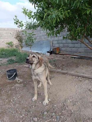 سگ سرابی ماده واگذاری در گروه خرید و فروش ورزش فرهنگ فراغت در البرز در شیپور-عکس1