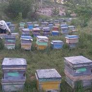 فروش زنبورعسل بیش از12قاب