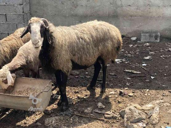 گوسفند ابستن 8میلیون نر تخمی در گروه خرید و فروش ورزش فرهنگ فراغت در مازندران در شیپور-عکس1