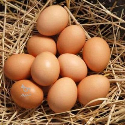 تخم مرغ محلی در گروه خرید و فروش خدمات و کسب و کار در مازندران در شیپور-عکس1