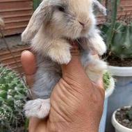 بچه خرگوش لوپ عروسکی