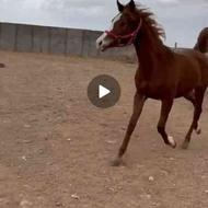 اسب عرب بااصالت