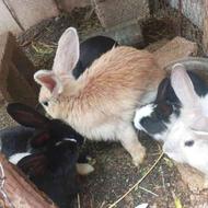 جفت مولد خرگوش با بچه